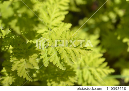Macro Shot of Chartreuse Golden Feverfew Foliage in Spring Macro Shot of Chartreuse Golden Feverfew Foliage in Spring 140392638