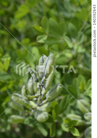 Blue False Indigo Seed Pods Developing on Stem 140392643