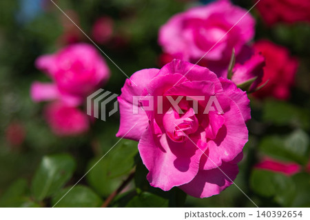 A rose garden of various colors A rose garden of various colors 140392654