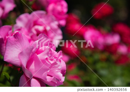 A rose garden of various colors A rose garden of various colors 140392656