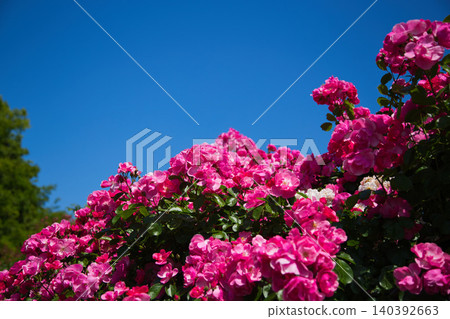 A rose garden of various colors 140392663