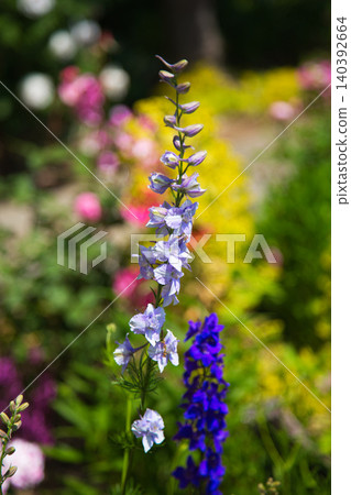 A rose garden of various colors 140392664