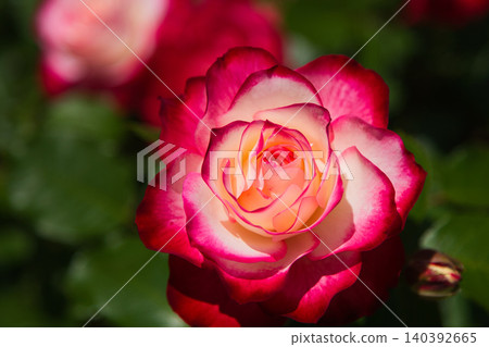 A rose garden of various colors 140392665