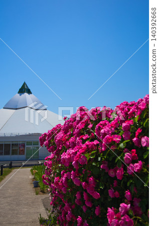 五彩繽紛的玫瑰園 五彩繽紛的玫瑰園 140392668