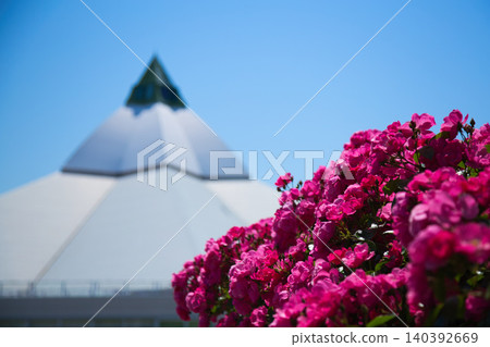 A rose garden of various colors 140392669