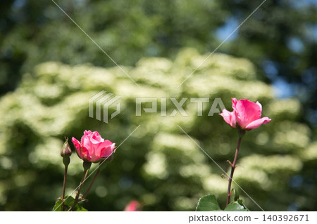 A rose garden of various colors A rose garden of various colors 140392671