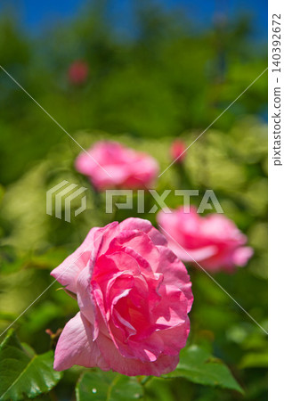 A rose garden of various colors 140392672
