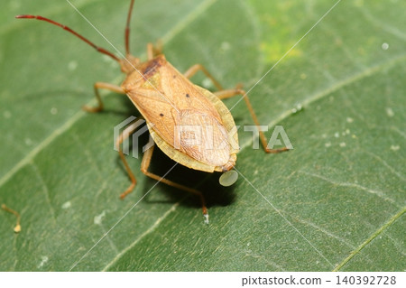 A broad-winged stink bug laying eggs on a kudzu leaf. A broad-winged stink bug laying eggs on a kudzu leaf. 140392728