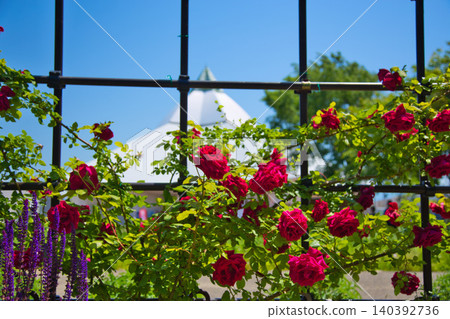 A rose garden of various colors A rose garden of various colors 140392736