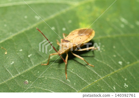 Close-up of a broad-winged stink bug perched on a kudzu leaf. Close-up of a broad-winged stink bug perched on a kudzu leaf. 140392761