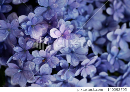 繡球花 繡球花 140392795