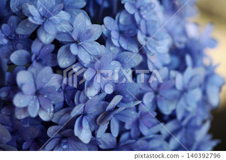 繡球花 繡球花 140392796
