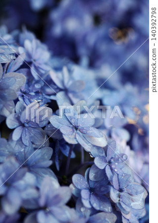 繡球花 繡球花 140392798