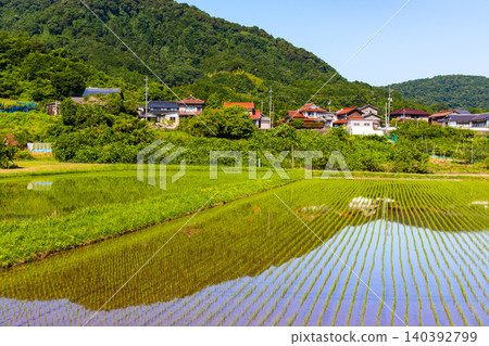稻田播種後,景色優美,充滿自然氣息,展現了美麗的鄉村風光。 稻田播種後,景色優美,充滿自然氣息,展現了美麗的鄉村風光。 140392799