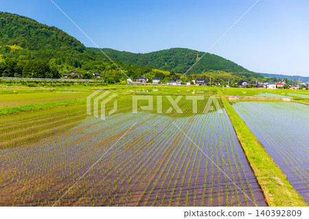 A beautiful rural landscape with rice paddies after planting and nature. A beautiful rural landscape with rice paddies after planting and nature. 140392809
