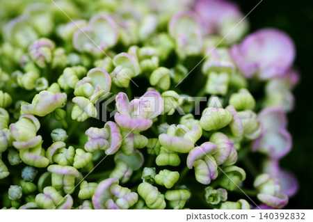 hydrangea flower hydrangea flower 140392832