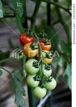 Mini tomato fruit Mini tomato fruit 140392901