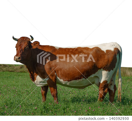 cow standing in a field of green grass isolated on white background cow standing in a field of green grass isolated on white background 140392930