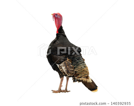 beautiful male turkey isolated on white background beautiful male turkey isolated on white background 140392935