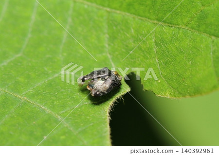 A close-up of a kudzu beetle walking on a kudzu leaf. A close-up of a kudzu beetle walking on a kudzu leaf. 140392961