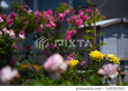 Rose garden in full bloom Rose garden in full bloom 140392981