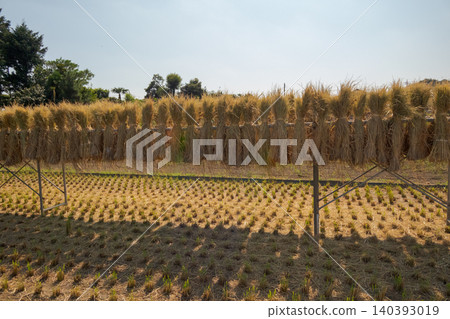 paddy, rice plant, harvest 140393019