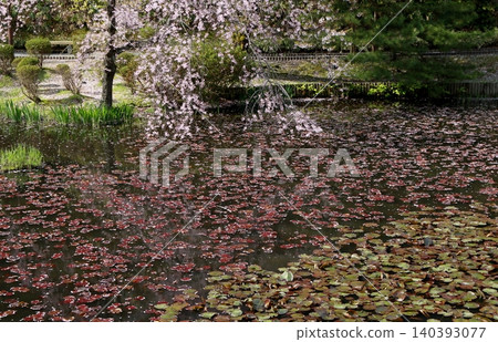 Cherry blossoms and aquatic plants in the inner moat of Senshu Park Cherry blossoms and aquatic plants in the inner moat of Senshu Park 140393077