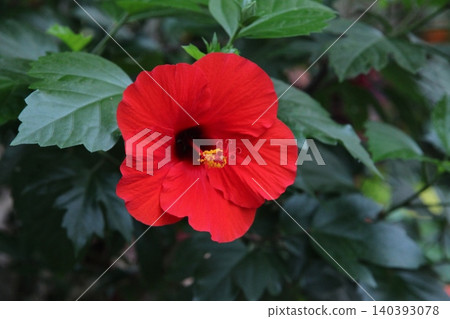 Hibiscus Hibiscus 140393078