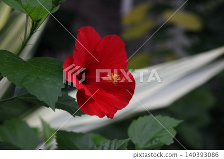 Hibiscus Hibiscus 140393086