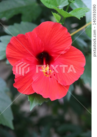 Hibiscus Hibiscus 140393090