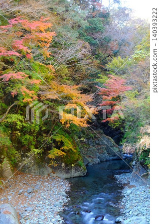 【神奈川縣】色彩繽紛的秋葉和峽谷兩岸潺潺的溪流 【神奈川縣】色彩繽紛的秋葉和峽谷兩岸潺潺的溪流 140393222