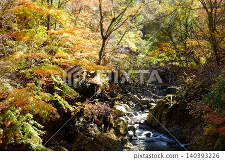 【神奈川縣】早戶川谷的秋景和紅葉 140393226