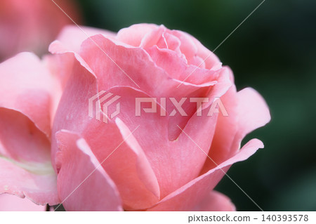 一朵非常美麗的粉紅玫瑰花 一朵非常美麗的粉紅玫瑰花 140393578