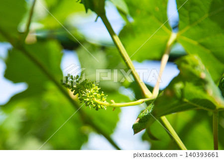 我的花園在春天 我的花園在春天 140393661