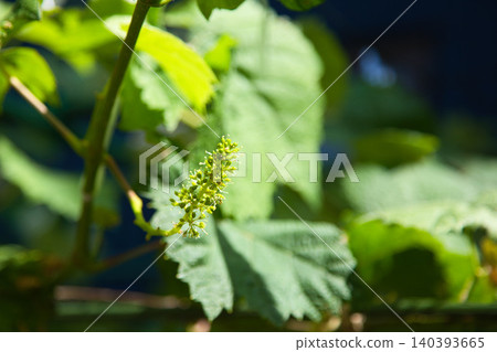 我的花園在春天 140393665