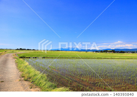 六月莊內平原的稻田景色 六月莊內平原的稻田景色 140393840