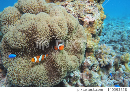 海葵和clownfish水下的照片 海葵和clownfish水下的照片 140393858