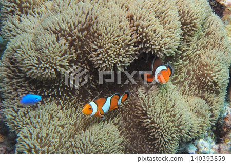 海葵和clownfish水下的照片 海葵和clownfish水下的照片 140393859
