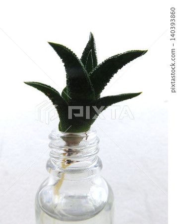 Hydroponic cultivation of succulents Hydroponic cultivation of succulents 140393860
