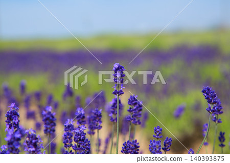 Lavender farm in full bloom Lavender farm in full bloom 140393875