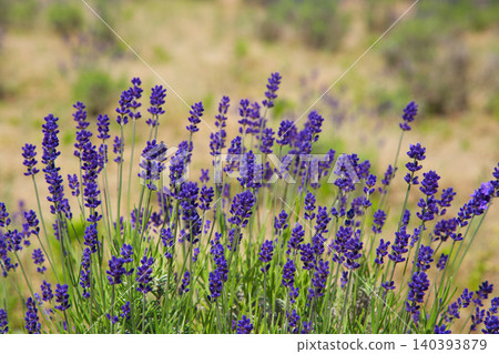 Lavender farm in full bloom Lavender farm in full bloom 140393879