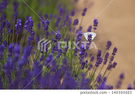 Lavender farm in full bloom Lavender farm in full bloom 140393883