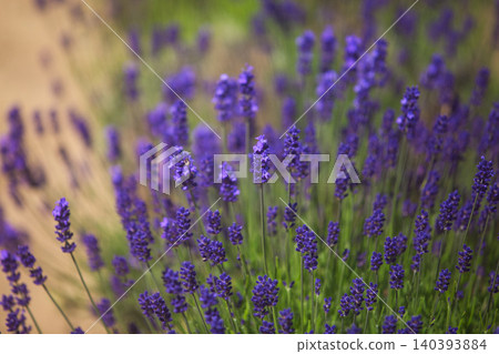 Lavender farm in full bloom Lavender farm in full bloom 140393884