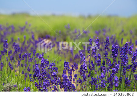 薰衣草農場盛開 薰衣草農場盛開 140393908