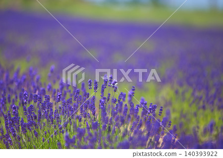 Lavender farm in full bloom Lavender farm in full bloom 140393922