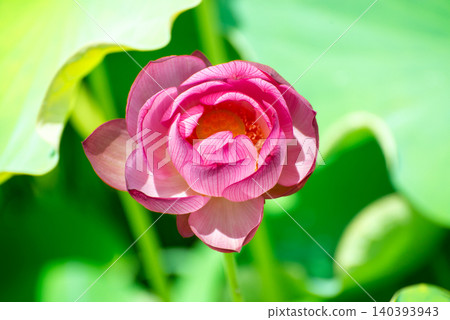 A pink lotus flower viewed from the front. A pink lotus flower viewed from the front. 140393943