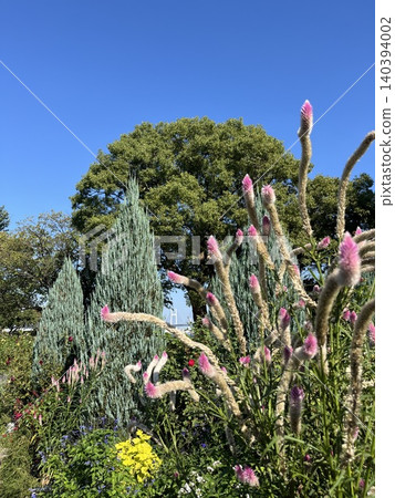 一個長滿針葉樹和粉紅色花穗的公園。 一個長滿針葉樹和粉紅色花穗的公園。 140394002