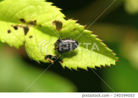 Close-up of a kudzu beetle walking on a plant leaf. Close-up of a kudzu beetle walking on a plant leaf. 140394083