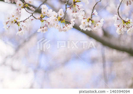 Cherry blossoms in full bloom (taken with an old lens) 140394094