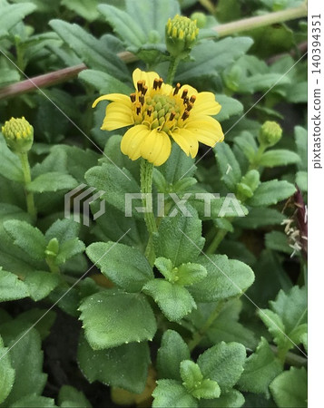貓下花 貓下花 140394351